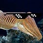 Crypto Cuttlefish