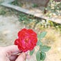 Arfa