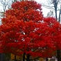 The Autumn Tree Publication (TATP)