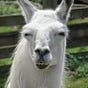 Llama