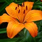 Tigerlily