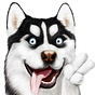 HuskySwap