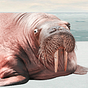 Walrus