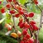 Erythroxylum Coca Seed | Ubotany