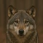 0xWolf