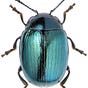 beetle bailey