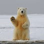 flossninja