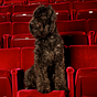 Theaterhound