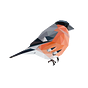 Myblindbird