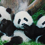 Three Pandas Digit