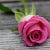 Nivetha