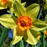 Daffodil H.