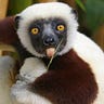 Zoboomafoo