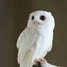 Faisal .M