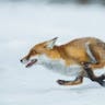 Fast Fox