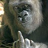 Angry Gorilla