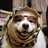 fashion dog Medium Writer - @RobinWang3 Profile image