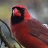 Rybird Music