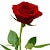 Monir
