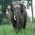 Ashok Elephas