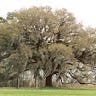 SB Tree Service