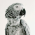 TiktokParrot🦜