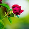 Rose West