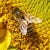 Susanne Weil Medium Writer - @susanne.beekeeper Profile image