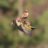 Putin on a Bird