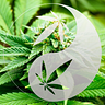 Tao Of Cannabis