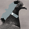 a_london_pigeon