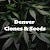 Denver Clones And Seeds