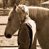 Horsemoms Mary Medium Writer - @horsemoms Profile image