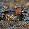 Dabchick