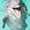 positive dolfin