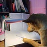 thereadingdog