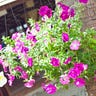 M Farhan Majid