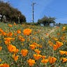 Potrero Commons