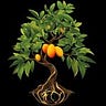 Mango Tree