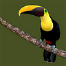 Animals of Costa Rica App