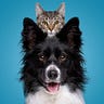 Cats&Dog Lovers