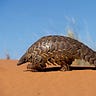 Pangolinim