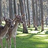 Trailcams