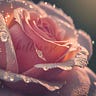 Belle Rose