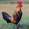 Follow Rooster