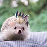 Spryte Magnus