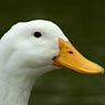 White Cyberduck