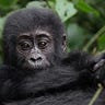 Good Gorilla