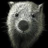 Crypto Wombat