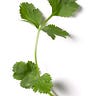 Cilantro5